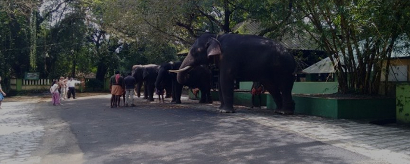Kodanad Elephant Training Centre 